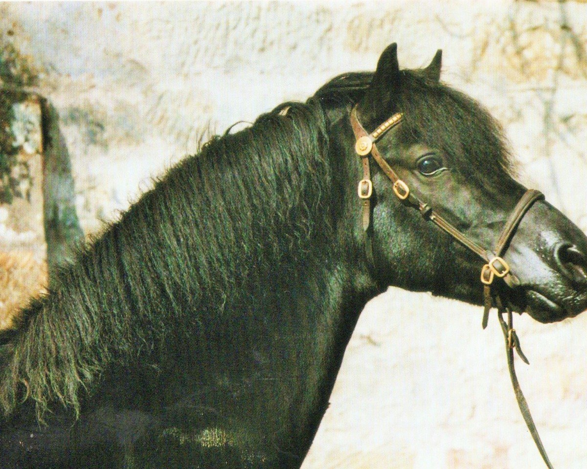 stallion Bleekerweg Dores (Welsh-Pony (Section B), 1991, from Hondsrug Raspoetin)
