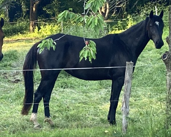 Zuchtstute Aenza (Trakehner, 2018, von Donauabend)