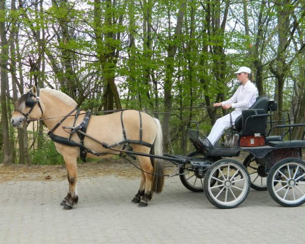 Deckhengst Opus Fjording (Fjordpferd, 2018, von Optimist Halsnæs)