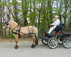 stallion Opus Fjording (Fjord Horse, 2018, from Optimist Halsnæs)