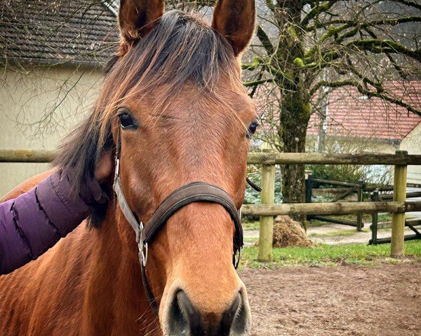 jumper Lauriel (Holsteiner, 2022, from Larimar)