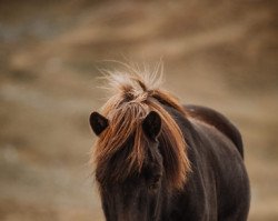 horse Reginn vom Forstwald (Iceland Horse, 2001, from Dökkvi fra Mosfelli)