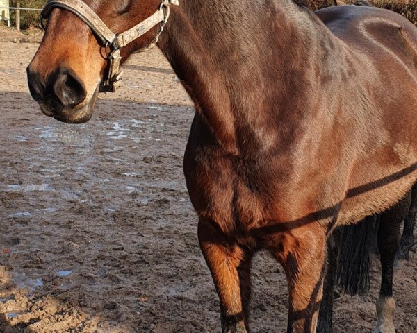 dressage horse Miss West Coast (Irish Sport Horse, 2011)