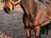 dressage horse Miss West Coast (Irish Sport Horse, 2011)