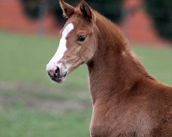 dressage horse Bellavida (Westphalian, 2021, from Callaho's Benicio)