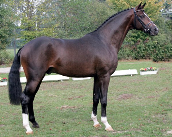 stallion Status Quo (Oldenburg, 2004, from Stedinger)