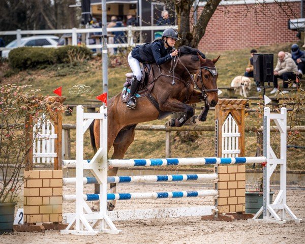 jumper Calle Cacao (Hanoverian, 2017, from Casalido)