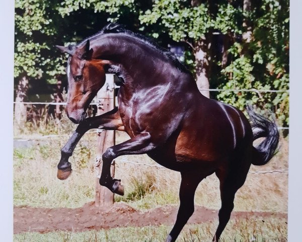 broodmare Wichita V (KWPN (Royal Dutch Sporthorse), 2003, from Oscar)