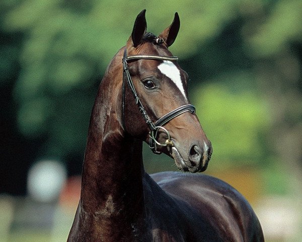 horse Sir Donnerhall I (Oldenburg, 2001, from Sandro Hit)