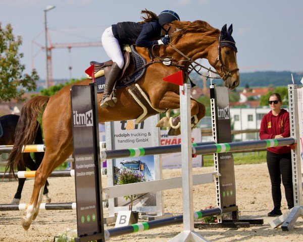 jumper Diamantino 21 (Westphalian, 2018, from Diamant de Semilly)