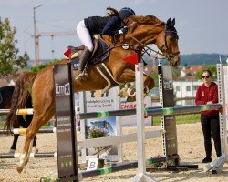 jumper Diamantino 21 (Westphalian, 2018, from Diamant de Semilly)