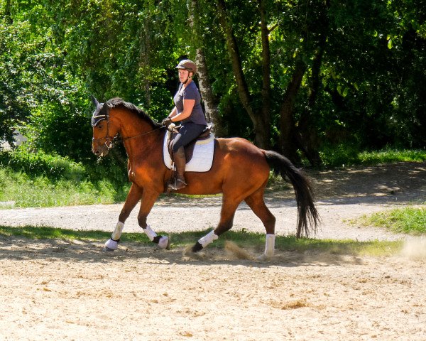 horse Colonada (Hungarian Warmblood, 2006, from Colonado)