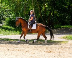 horse Colonada (Hungarian Warmblood, 2006, from Colonado)