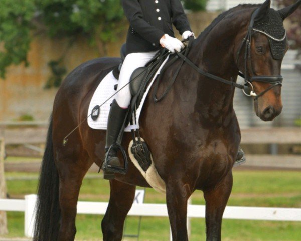dressage horse Bentley 131 (Hanoverian, 2016, from Buckingham)