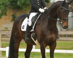 dressage horse Bentley 131 (Hanoverian, 2016, from Buckingham)