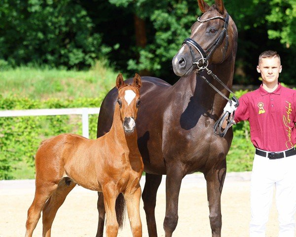 foal by HF von Livaldon (German Sport Horse, 2025, from Livaldon)