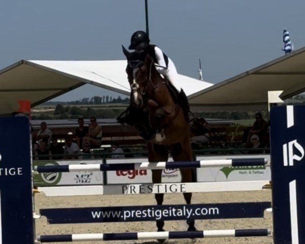 jumper Million Dollar's Marlon (Oldenburg show jumper, 2020, from Million Dollar)