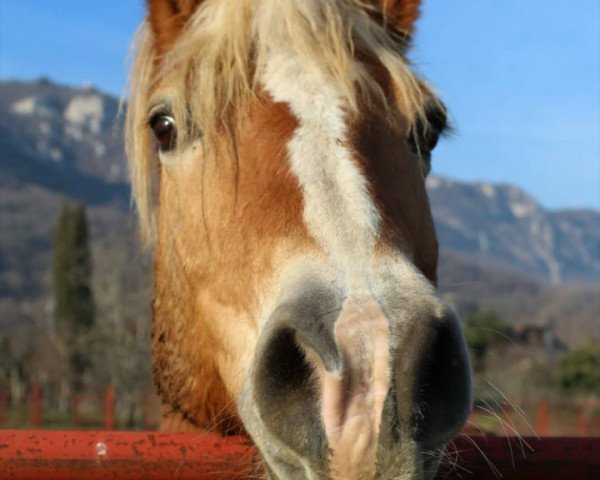 horse A-Mizar (Aveligneser / Italian Haflinger, 2006, from Antinor)