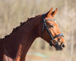 horse Descartes (Oldenburg, 2022, from Gut Wettlkam's D'avie FRH)