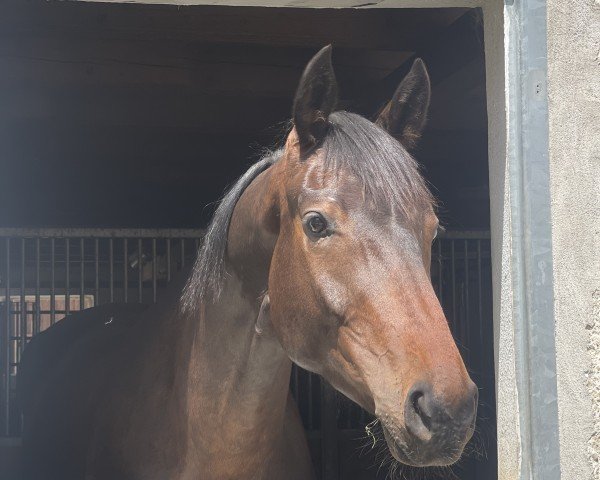 dressage horse Maranello M (German Sport Horse, 2022, from Maracana)