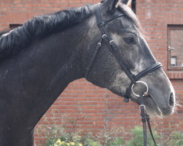 jumper Descarado S (German Sport Horse, 2015, from Discar)