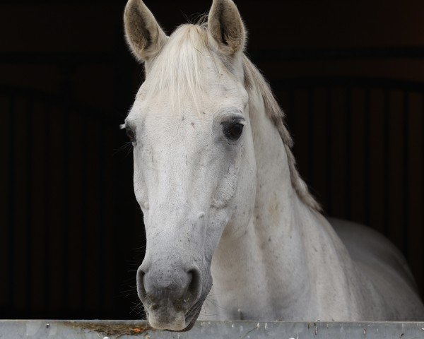dressage horse Nino (Bavarian, 2005, from Normativ ox)