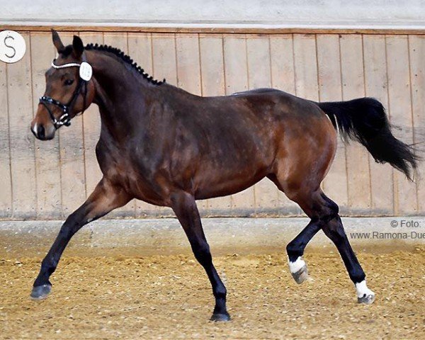 broodmare Donna's Girl (Bavarian, 2013, from Feedback 16)
