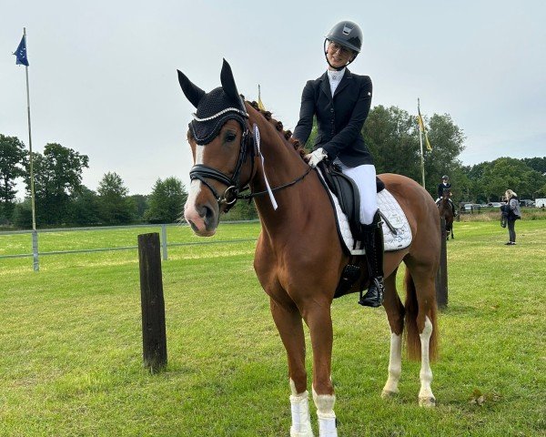 Dressurpferd Baylee Rose B (Westfale, 2021, von Callaho's Benicio)
