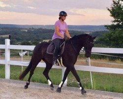 dressage horse Lividon (Hanoverian, 2014, from Livaldon)