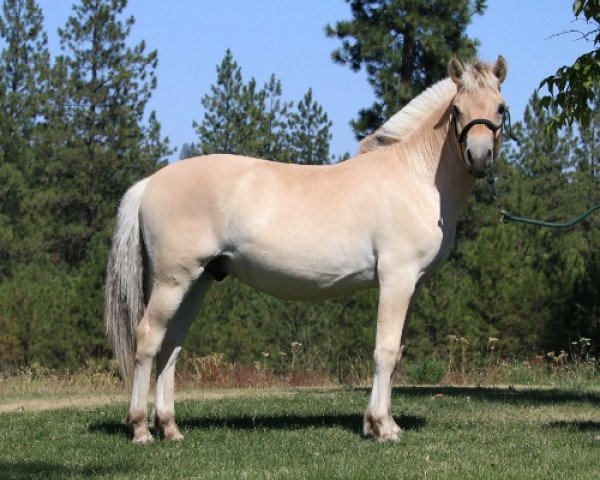 horse DD Findus (Fjord Horse, 2017, from Kastanjegårdens Fernando)