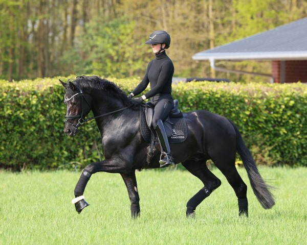 dressage horse Grey Tonic (Oldenburg, 2022, from Grey Flanell)