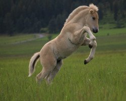 horse DD Magnus (Fjord Horse, 2020, from Prince Maximus Sur Mer)