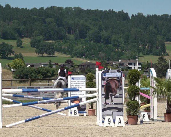 Reitturnier Hitzkirch 2025