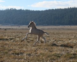 Pferd DD Marius (Fjordpferd, 2021, von Prince Maximus Sur Mer)