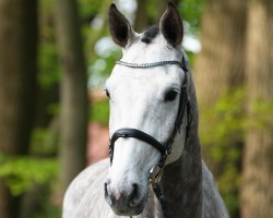 jumper Cocento (Oldenburg show jumper, 2020, from Colman)