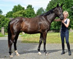 dressage horse Début SD (Hannoveraner, 2015, from Dante Weltino Old)