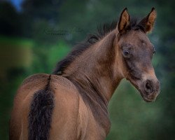 dressage horse Moorgraf (German Sport Horse, 2020, from Morricone)