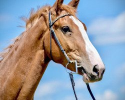 Springpferd Ignatius FBH (Westfale, 2013, von Douglas)