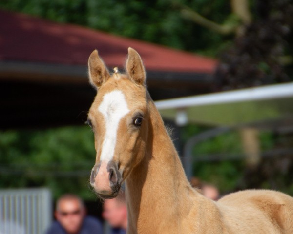 foal by Hengst von Noble Dance / A Gorgeous (German Riding Pony, 2025, from Noble Dance NRW)