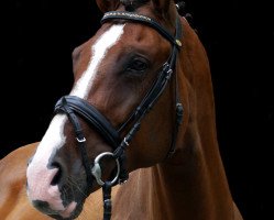 broodmare Chari 11 (Westphalian, 2008, from Cornado NRW)