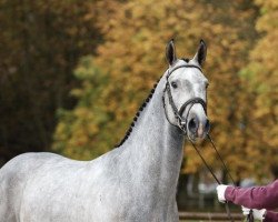 stallion Dialato H (Holsteiner, 2016, from Dinken)