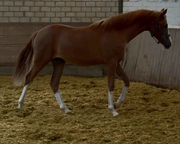 dressage horse Nuss-Nugatherz (German Riding Pony, 2024, from FS Next Diamond)