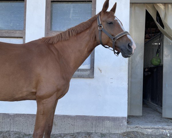 jumper Curly Sue (German Sport Horse, 2007, from Can Can)