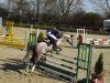 jumper Mick Jagger 9 (German Riding Pony, 2015, from Machno Carwyn)