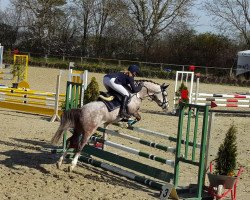 dressage horse Mick Jagger 9 (Deutsches Reitpony, 2015, from Machno Carwyn)