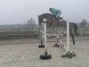 broodmare Goldera Blue (Oldenburg show jumper, 2009, from Chacco-Blue)