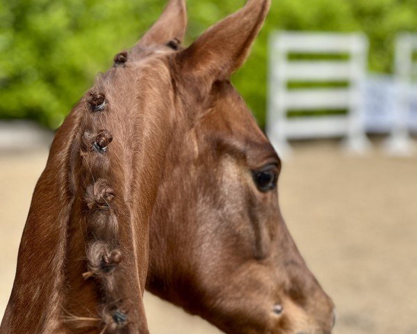 foal by Abraxans Großherzogin (Trakehner, 2025, from Banderas)