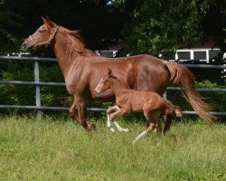 broodmare Heideblume (Oldenburg, 2000, from Landfriese II)