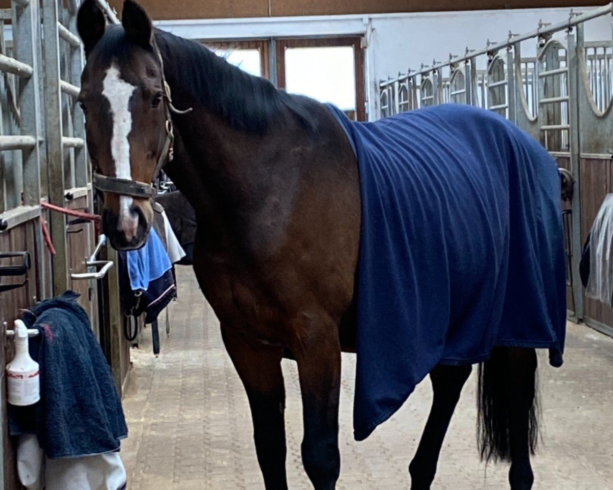 horse Pan Tau 62 (Saxony-Anhaltiner, 1995, from Pardon)
