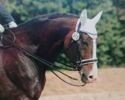 dressage horse Robert B (Zweibrücken, 2007, from Rotspon)